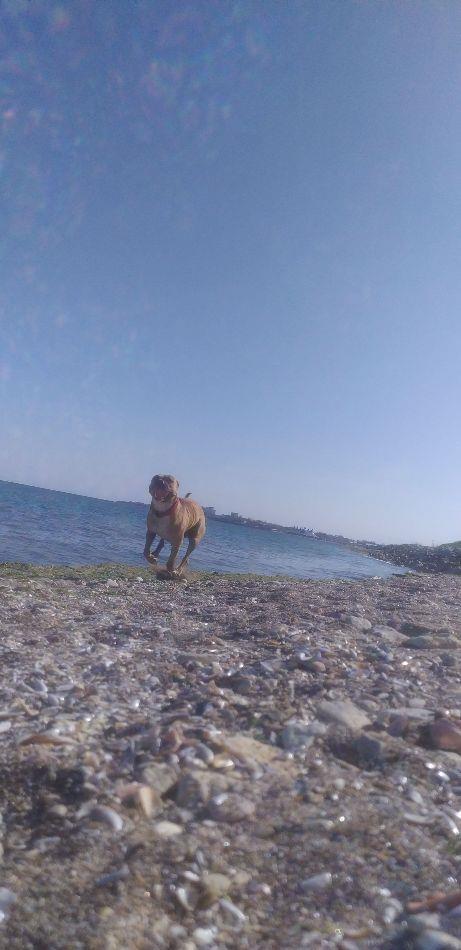 Amstaff mascul 1an si 3 luni montă
