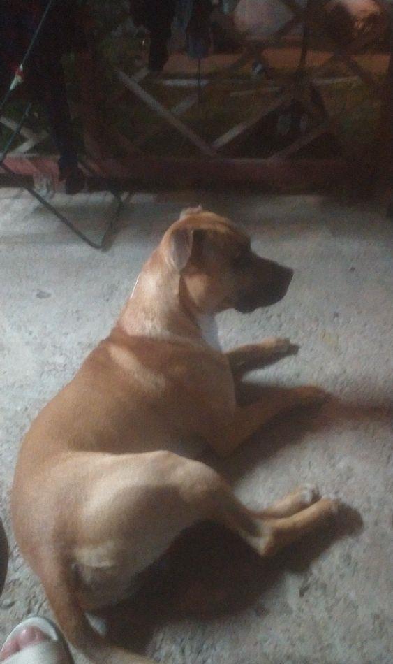 Amstaff mascul 1an si 3 luni montă