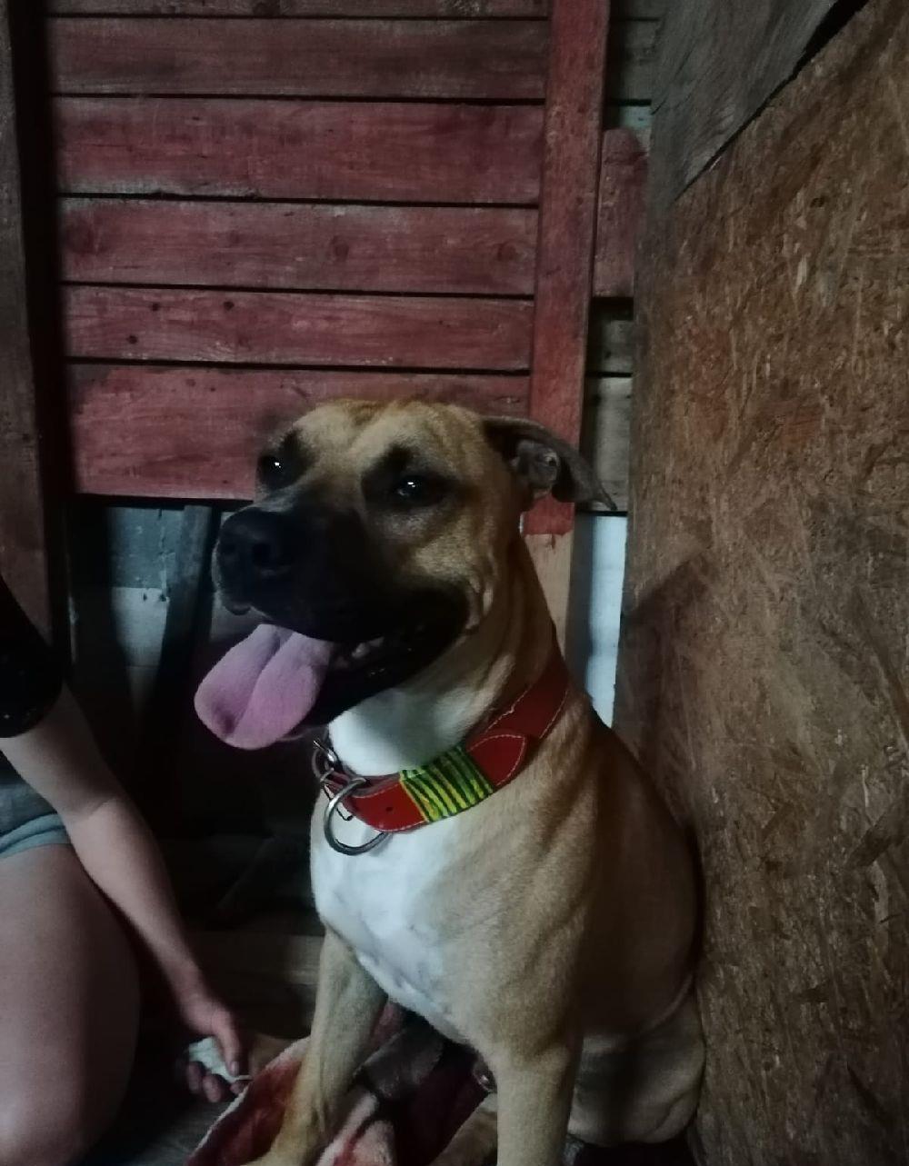 Amstaff mascul 1an si 3 luni montă