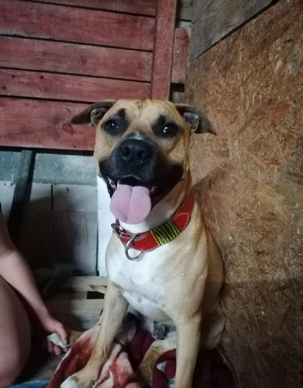Amstaff mascul 1an si 3 luni montă