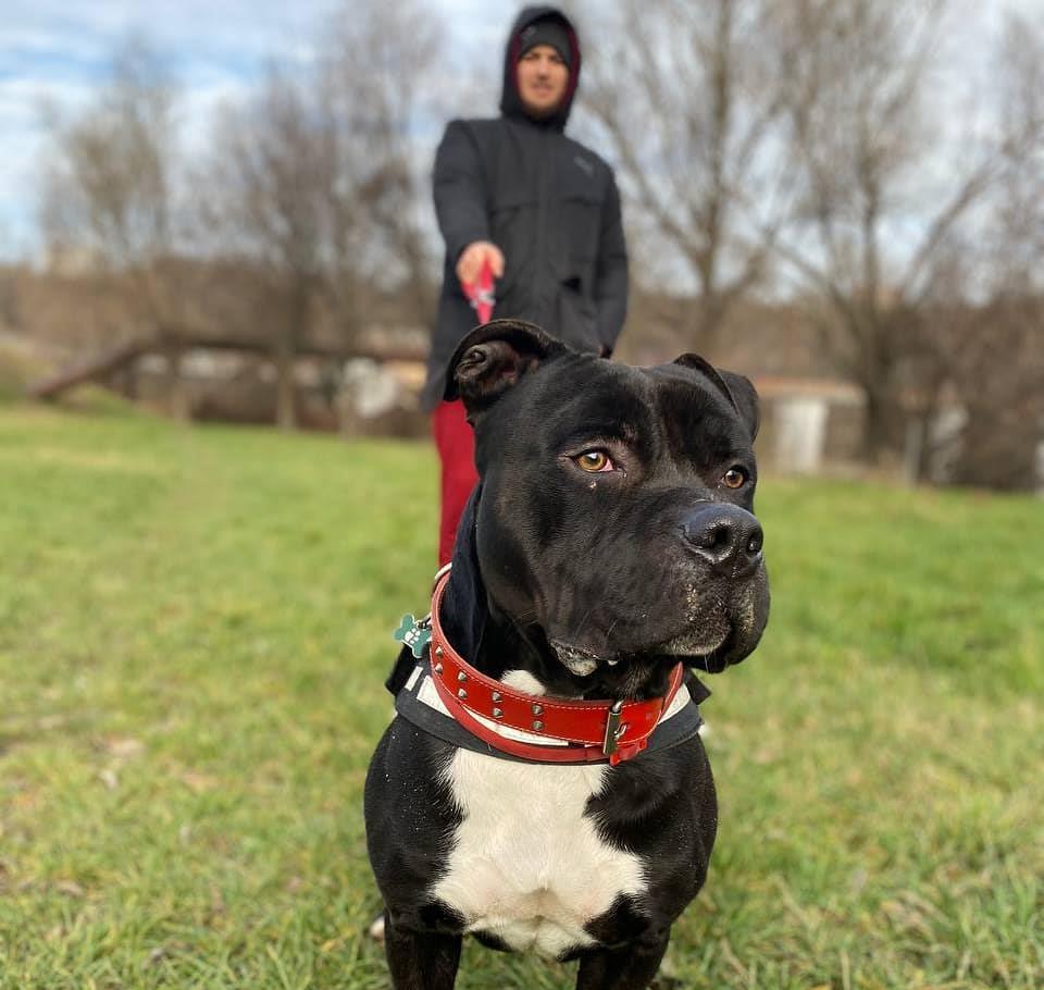 Amstaff - Mascul pentru monta