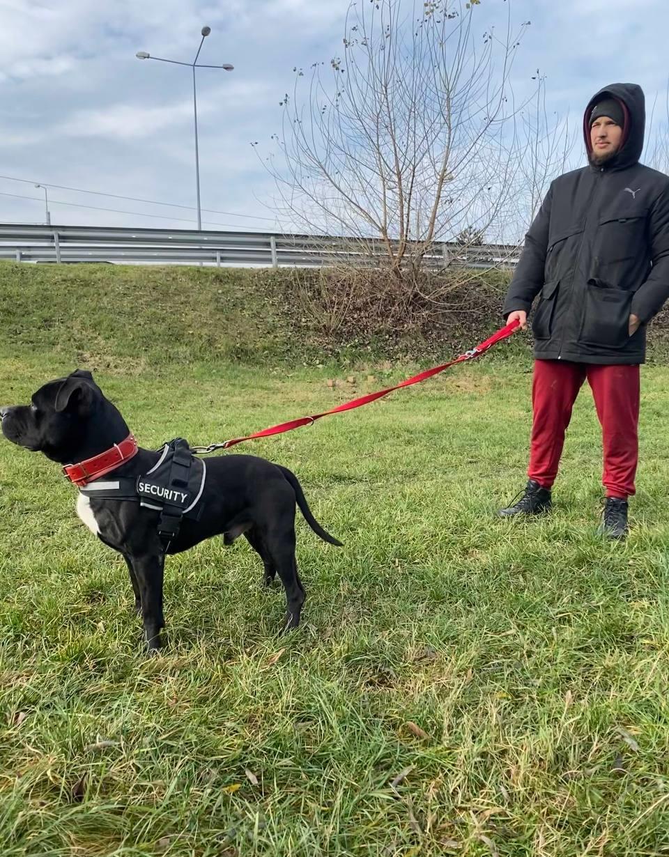 Amstaff - Mascul pentru monta