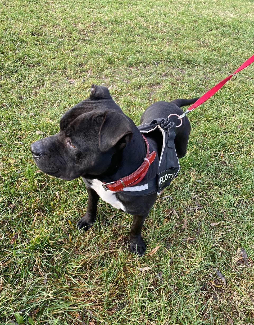 Amstaff - Mascul pentru monta