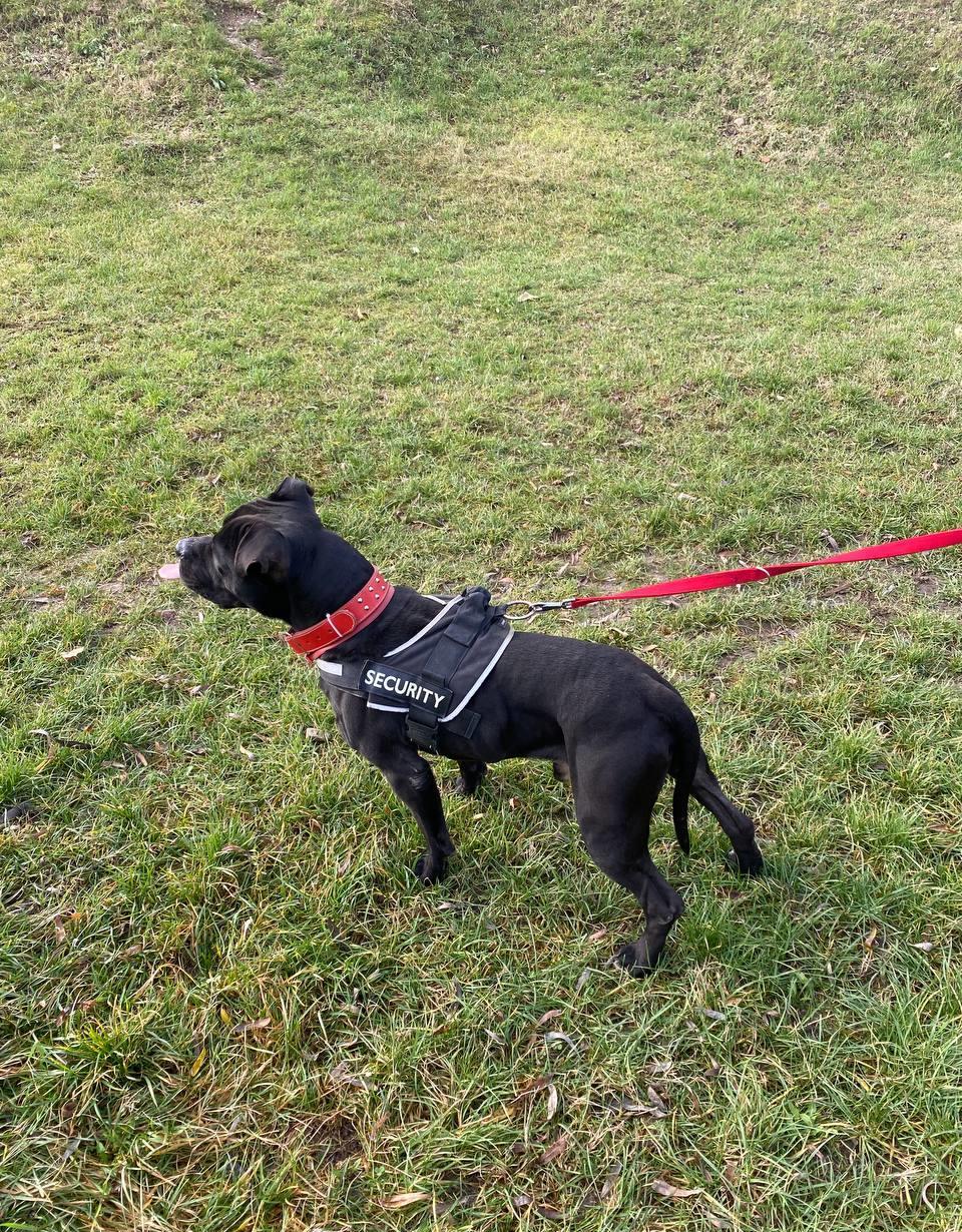 Amstaff - Mascul pentru monta
