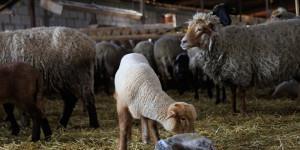 Angajez ingrijitor animale