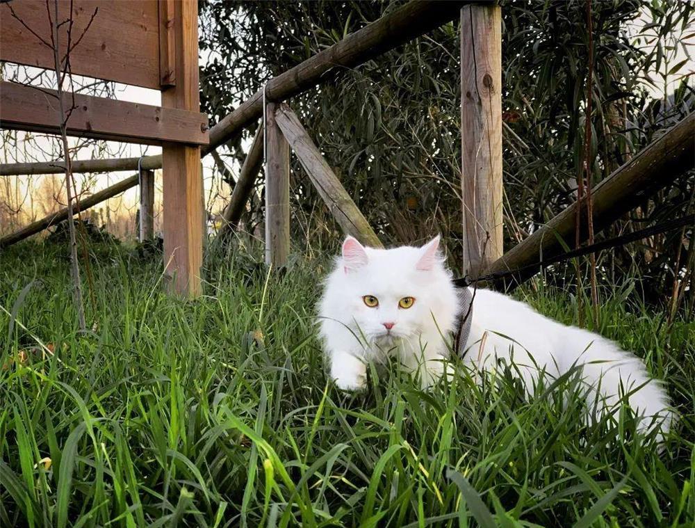 Angora Turceasca / Turkish Angora