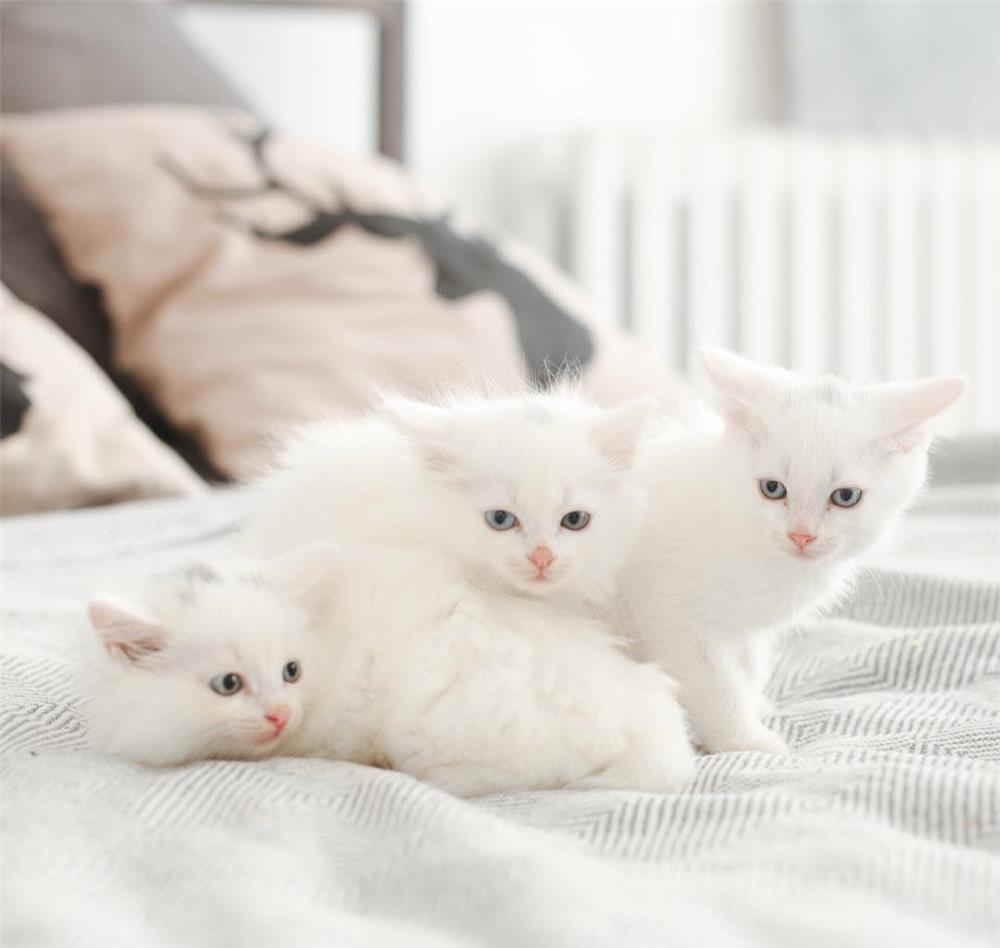 Angora Turceasca / Turkish Angora