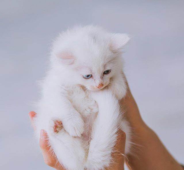 Angora Turceasca / Turkish Angora