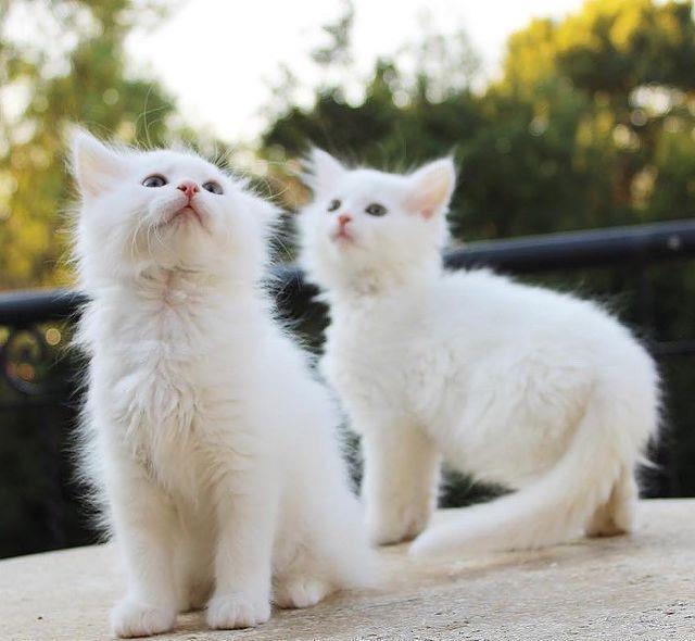 Angora Turceasca / Turkish Angora