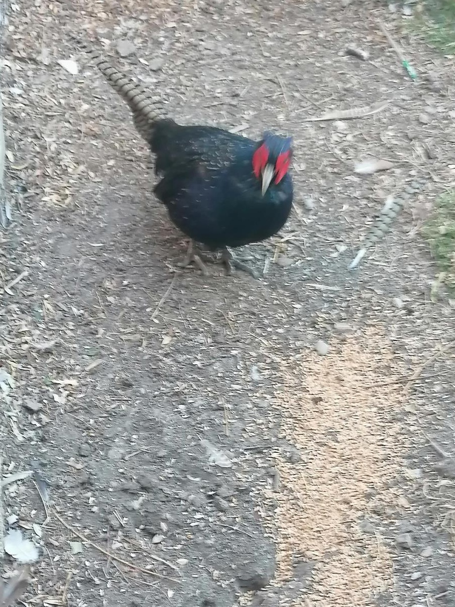 Animale de companie și păsări