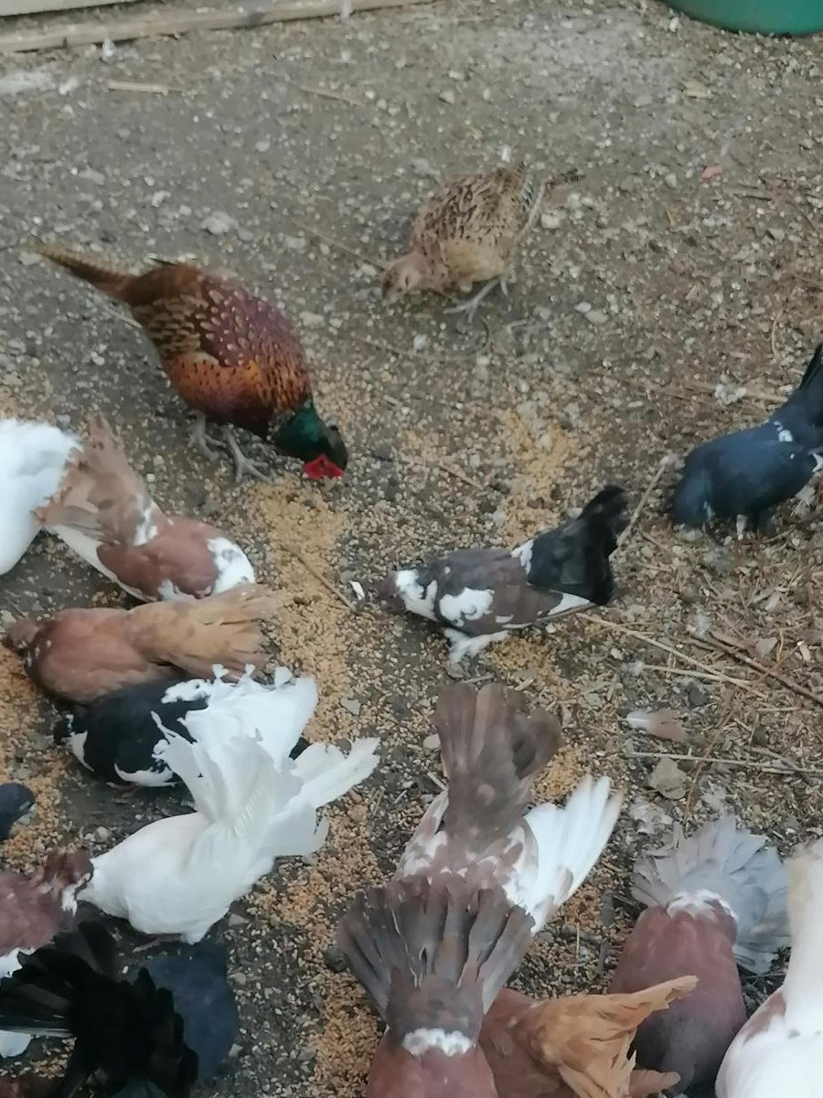 Animale de companie și păsări