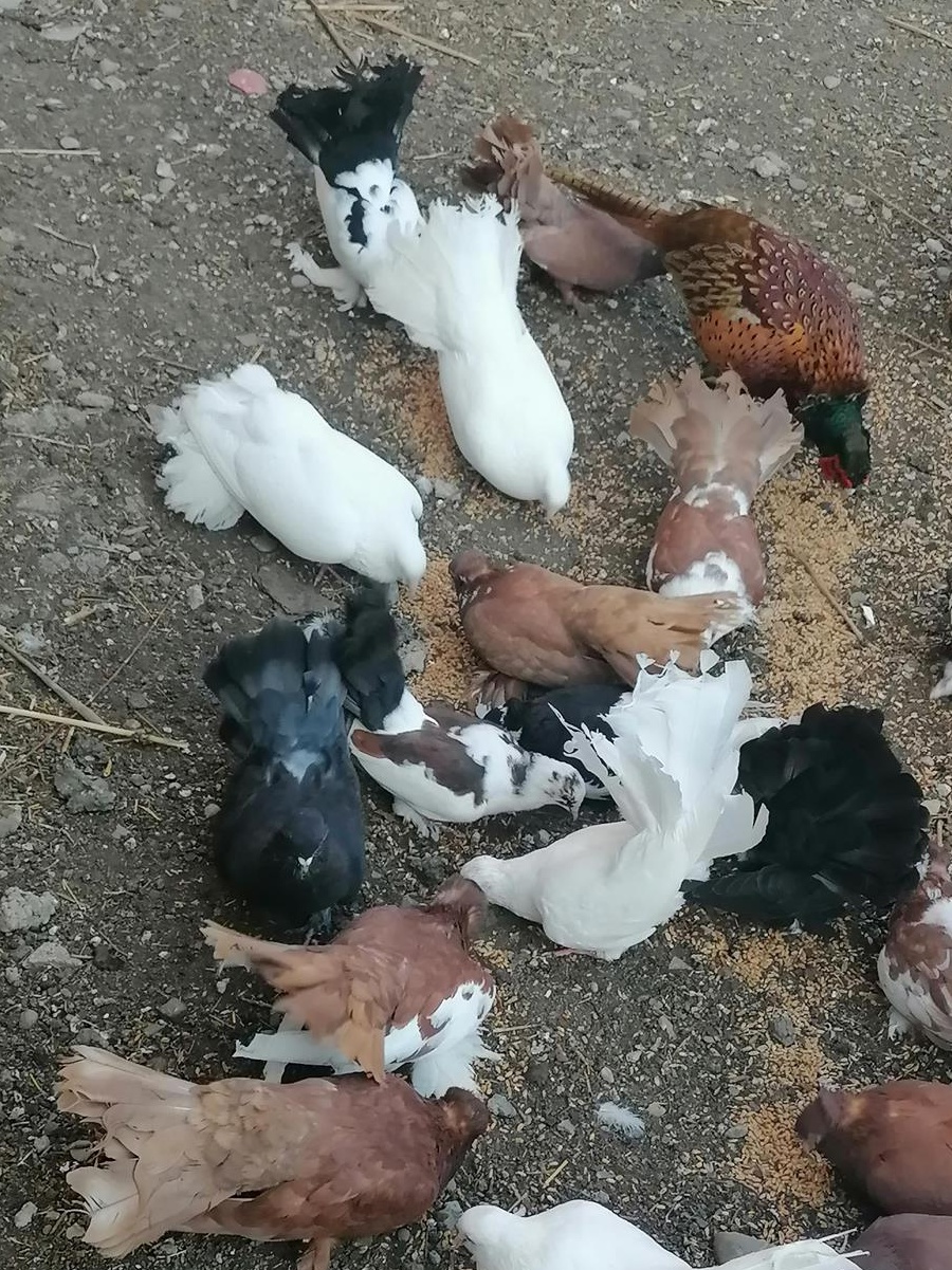 Animale de companie și păsări