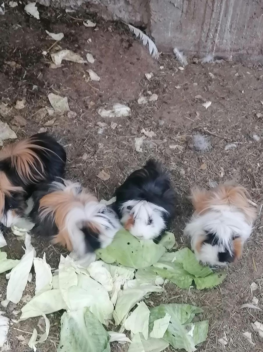 Animale de companie și păsări