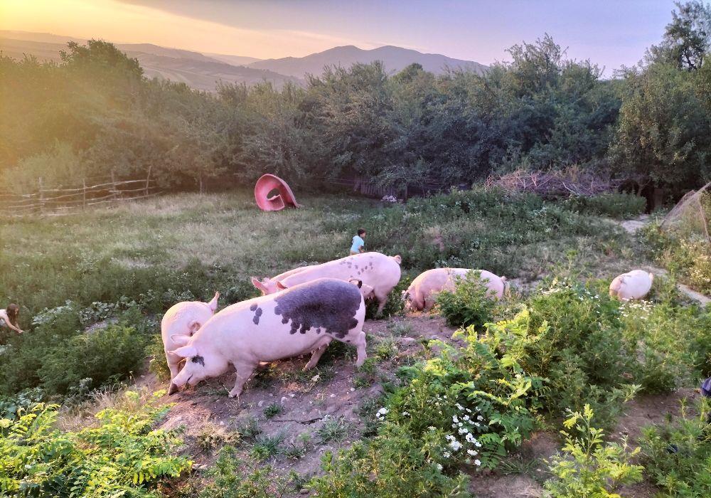 Animale de ghindă bio gard electric semi libertate totală mare largă gust savor unic natural!!!
