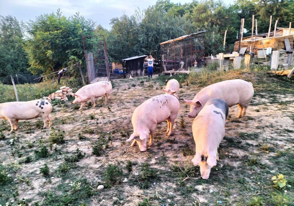 Animale de ghindă bio gard electric semi libertate totală mare largă gust savor unic natural!!!