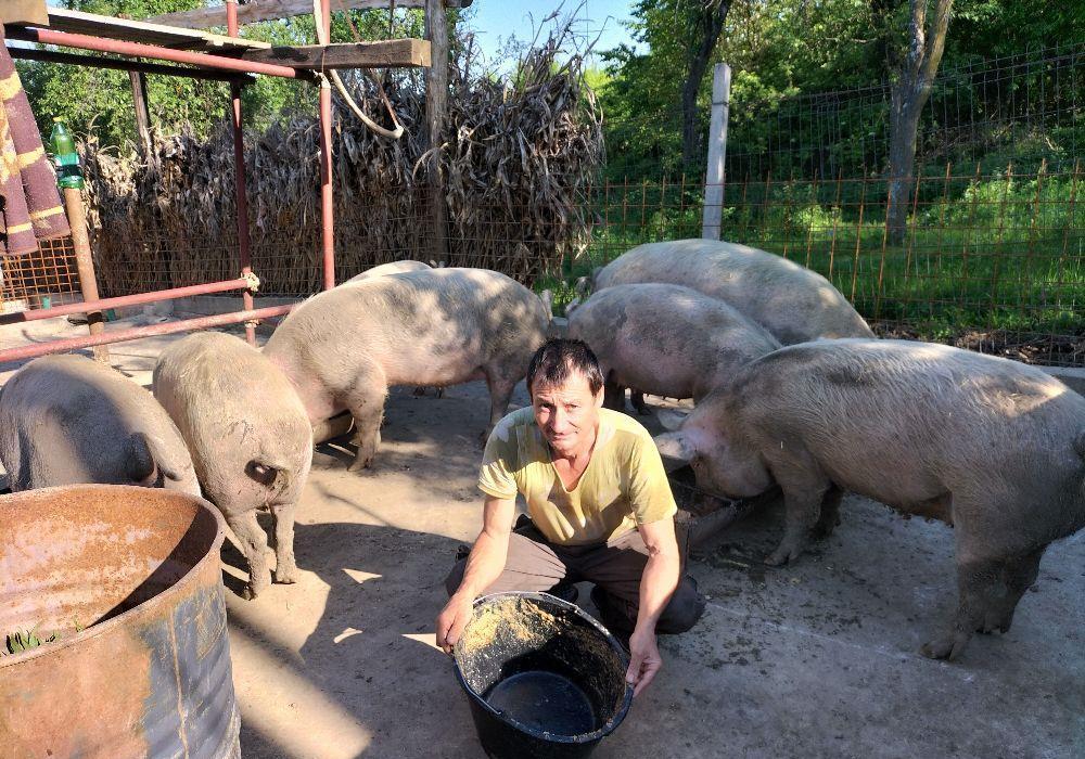 Animale de ghindă bio gard electric semi libertate totală mare largă gust savor unic natural!!!