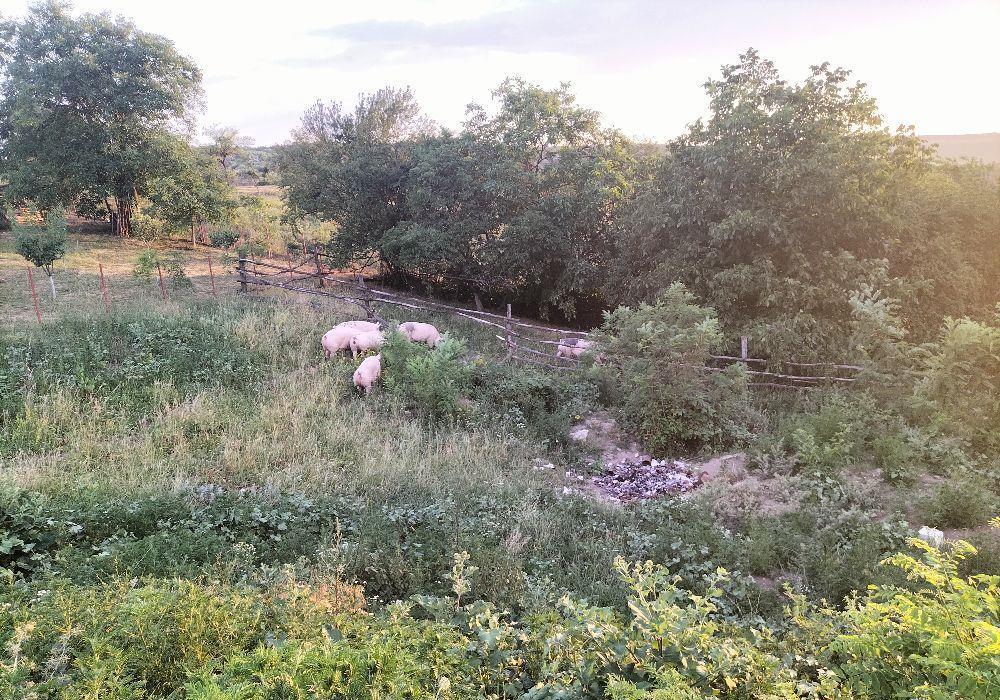 Animale de ghindă bio gard electric semi libertate totală mare largă gust savor unic natural!!!
