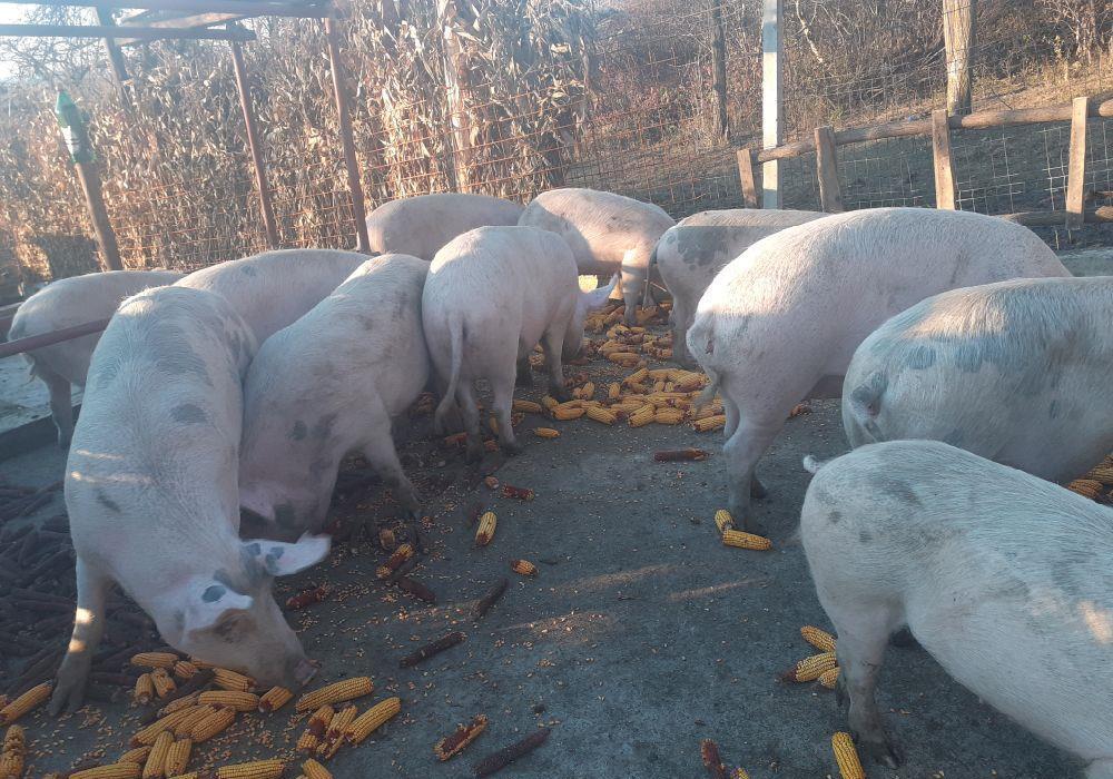 Animale de ghindă bio.casnic semi libertate gard electric savor gust unic în lume
