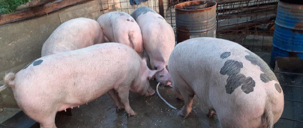 Animale de ghindă bio.casnic semi libertate gard electric savor gust unic în lume