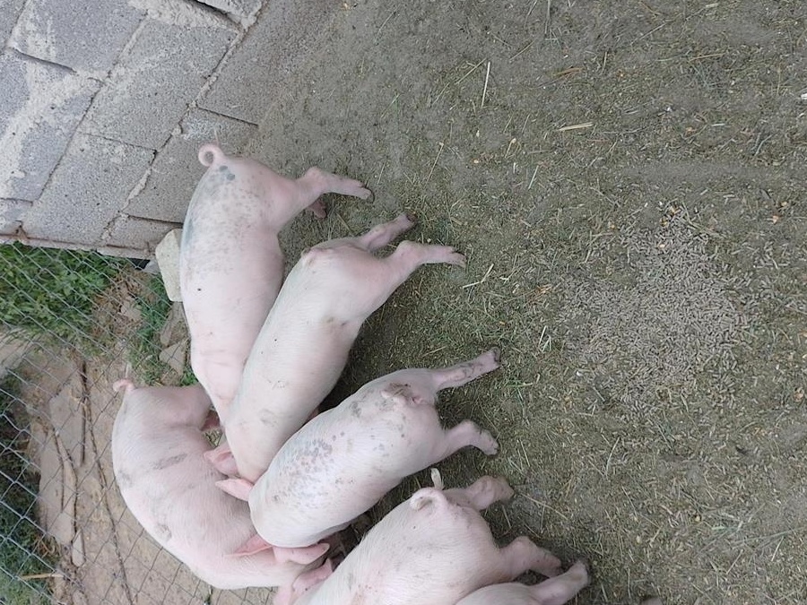 Animale domestice crescute in gospodarie