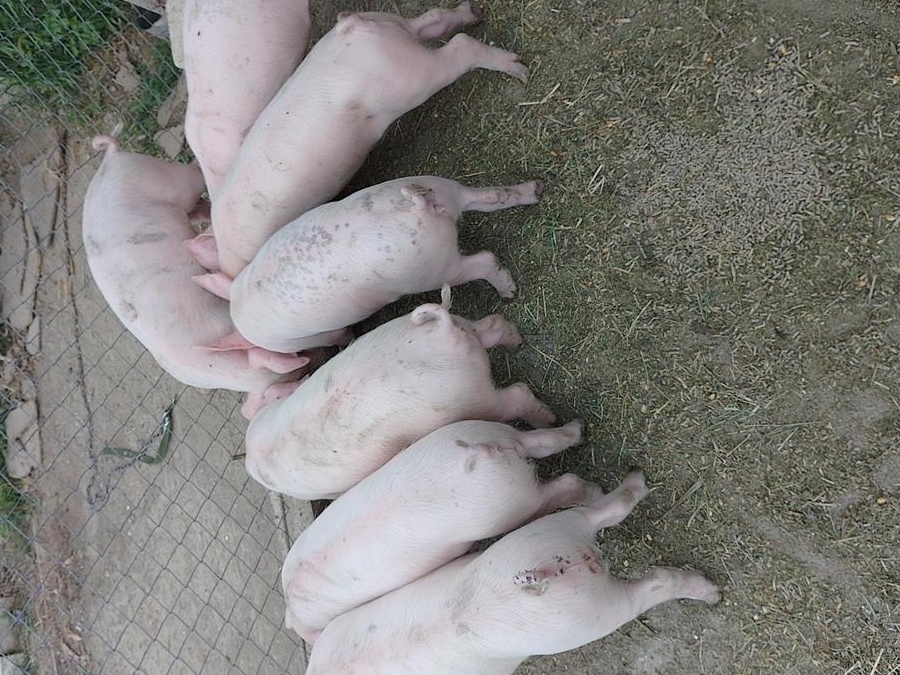 Animale domestice crescute in gospodarie