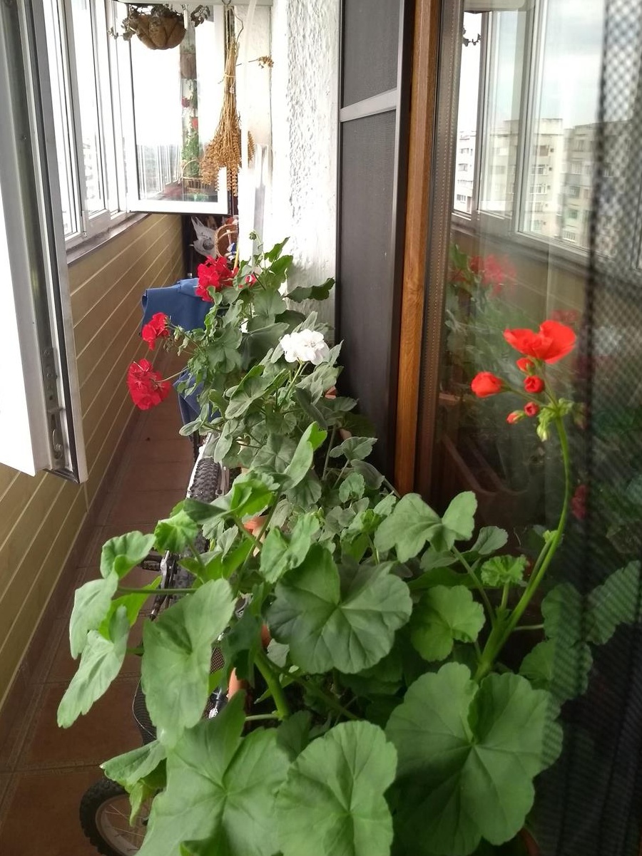 Apartament 3 camere decomandate, bulevardul G. Enescu.