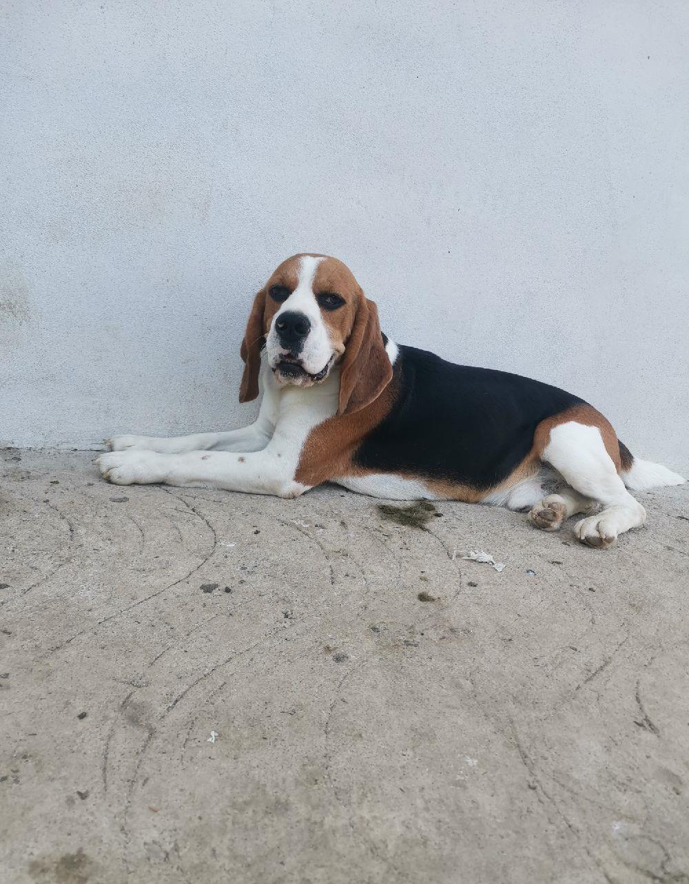 Băiat Beagle tricolor pentru montă