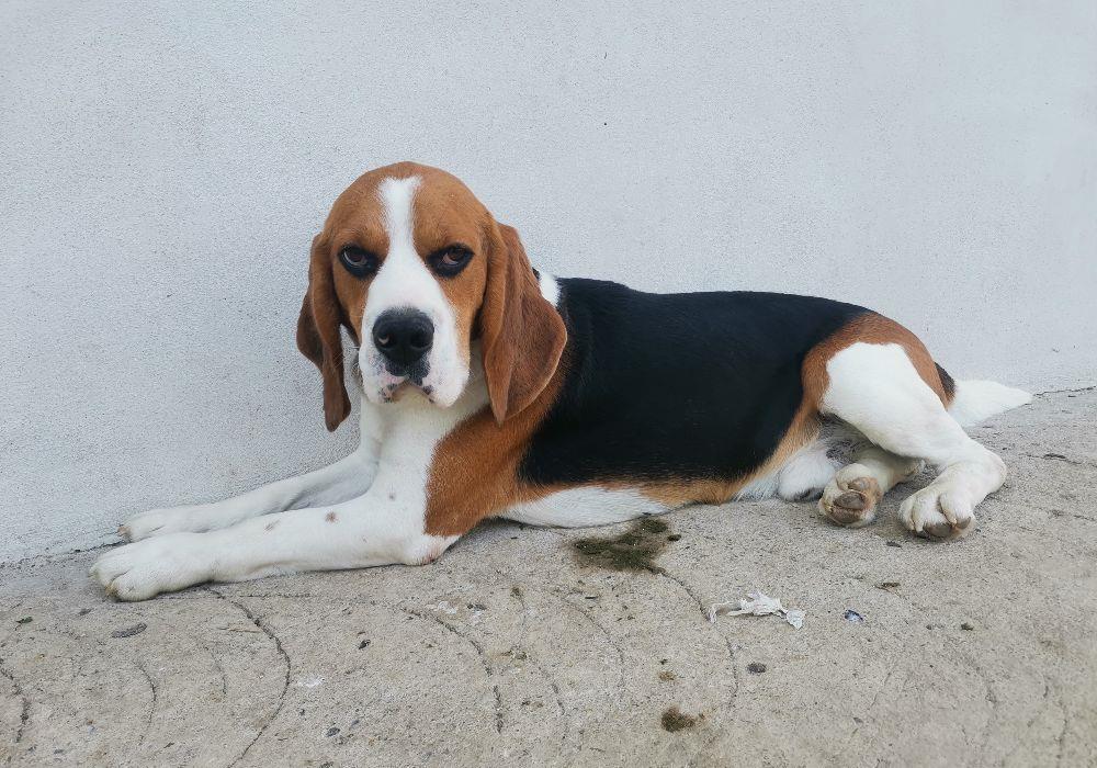 Băiat Beagle tricolor pentru montă
