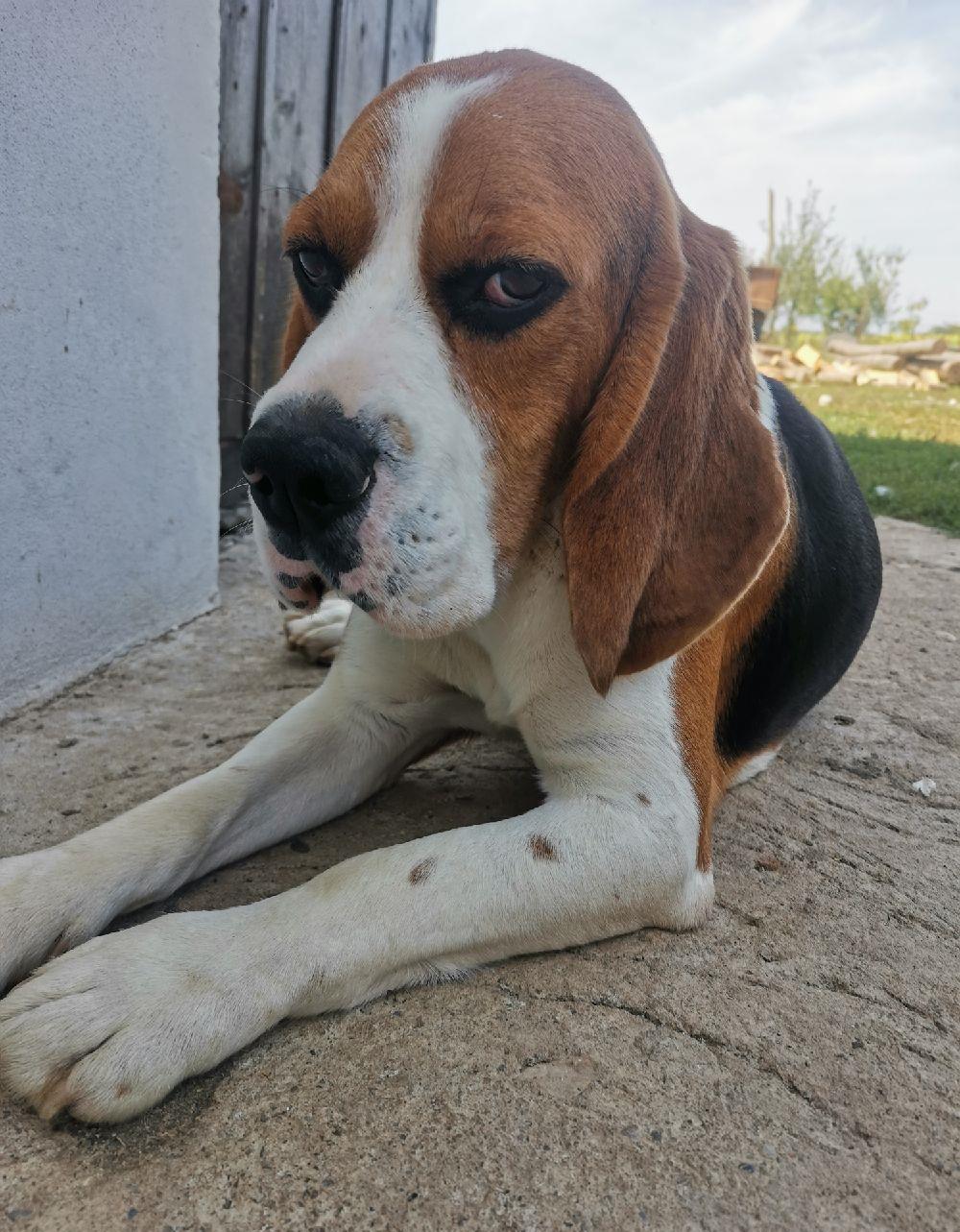 Băiat Beagle tricolor pentru montă