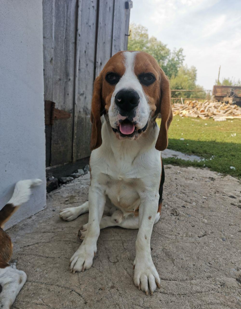 Băiat Beagle tricolor pentru montă