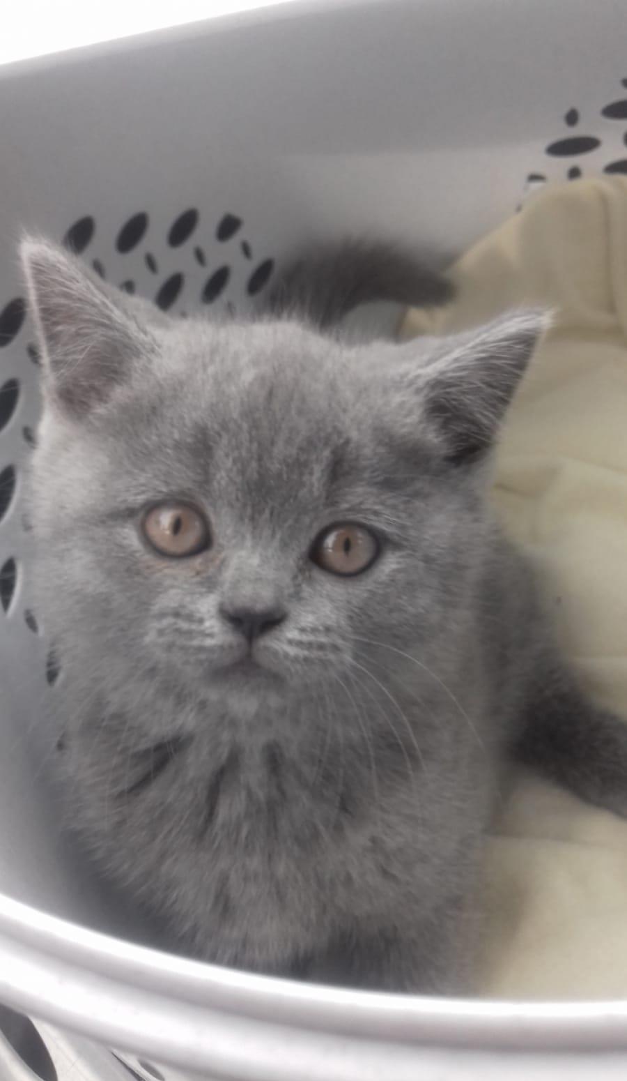 Baietei british shorthair!