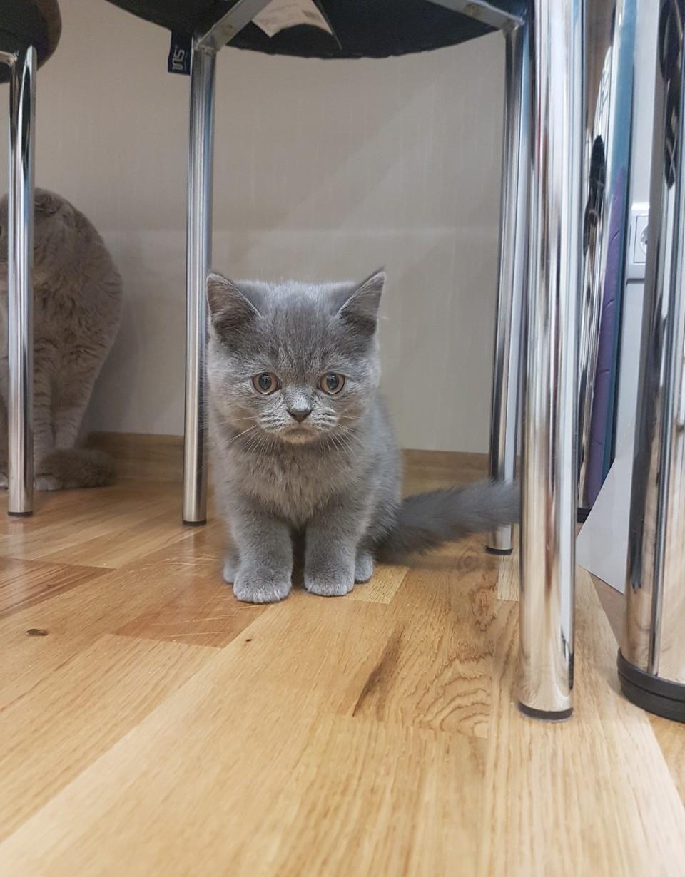Baietei british shorthair!
