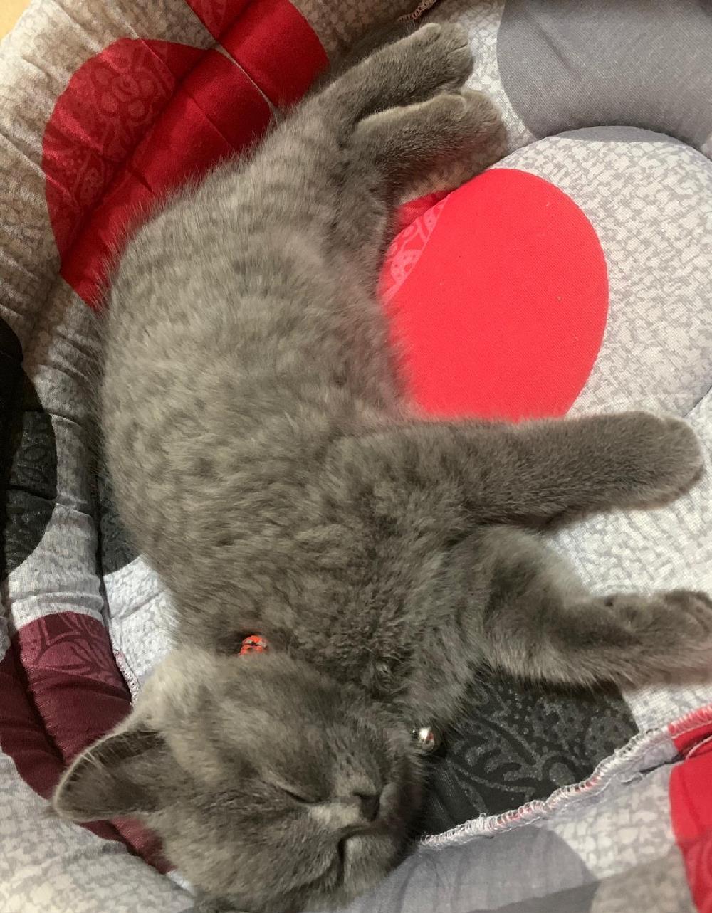 Baietei british shorthair!