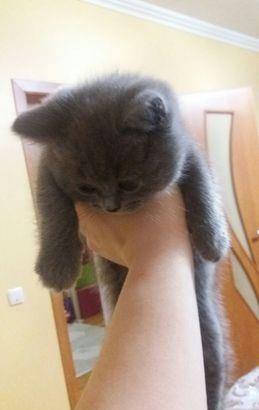 Baietei british shorthair!