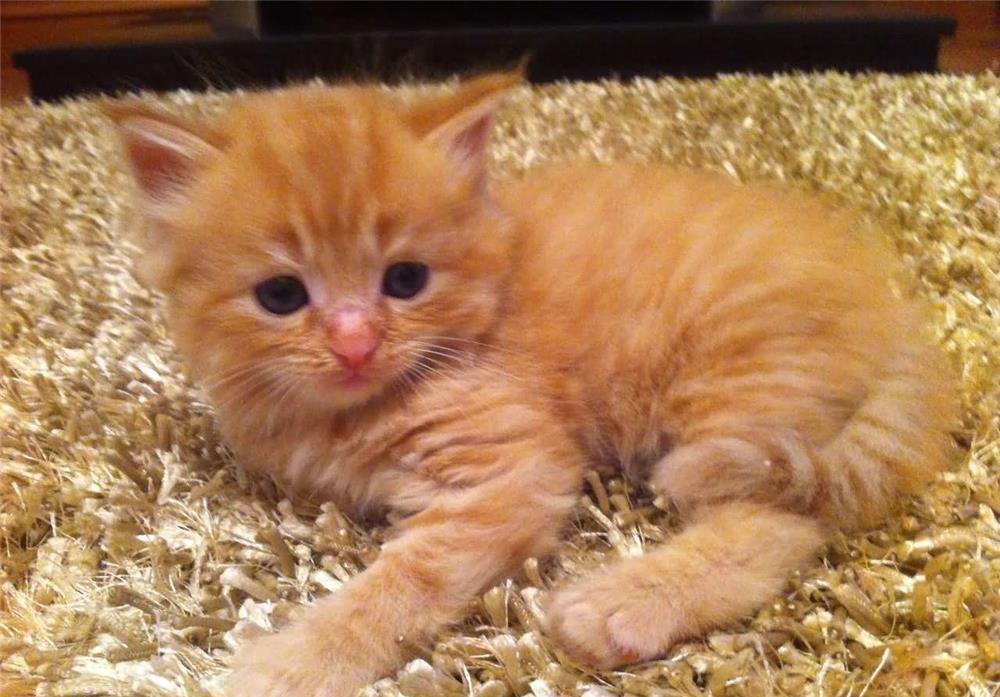 baietei maine coon minunati exemplare deosebite