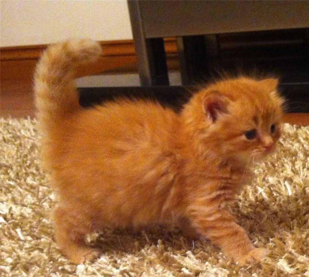 baietei maine coon minunati exemplare deosebite