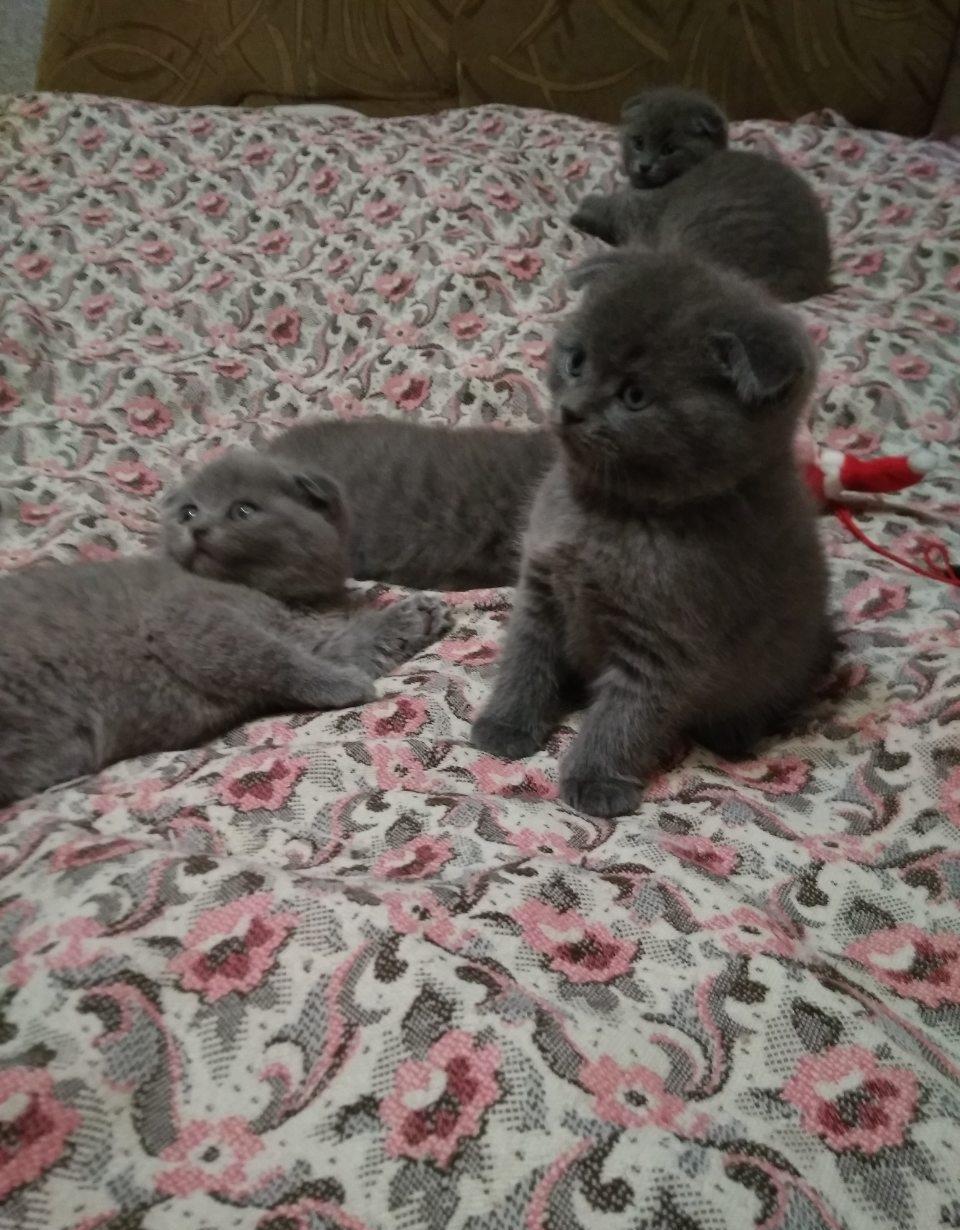 Baietei scottish fold !