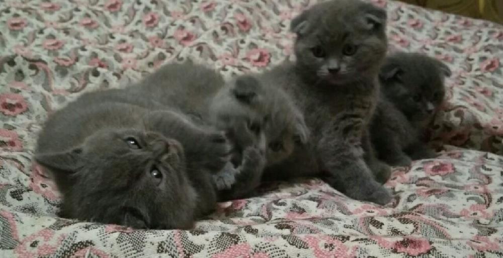 Baietei scottish fold !