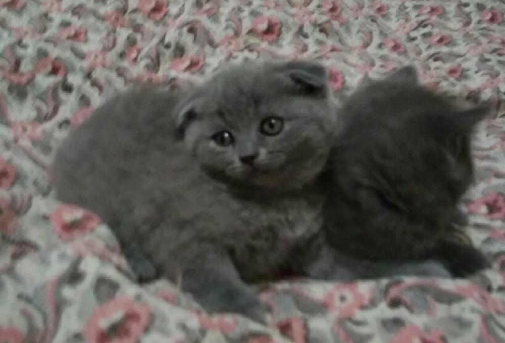 Baietei scottish fold !