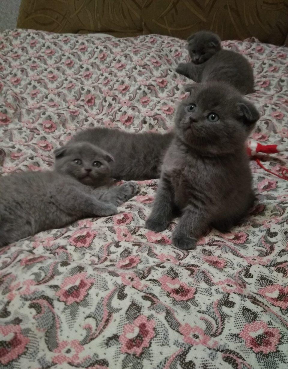Baietei scottish fold !