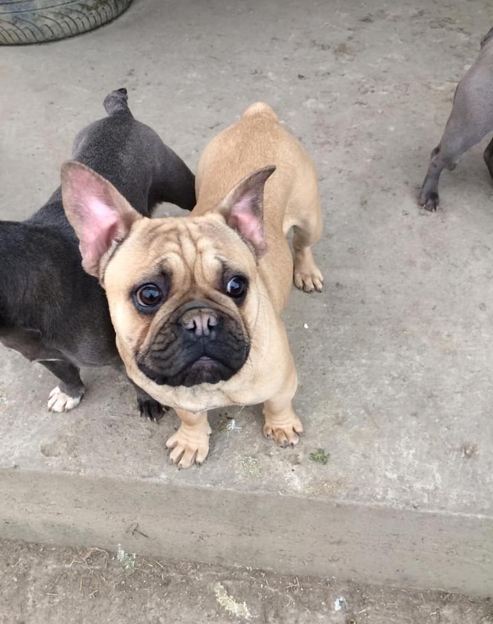 Băiețel Bulldog Francez superb