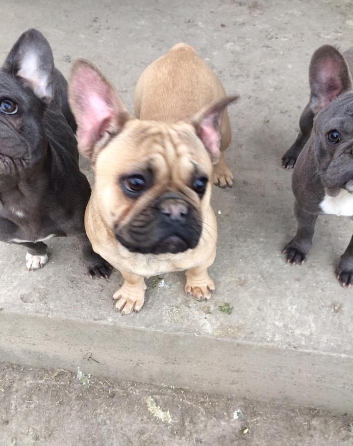 Băiețel Bulldog Francez superb