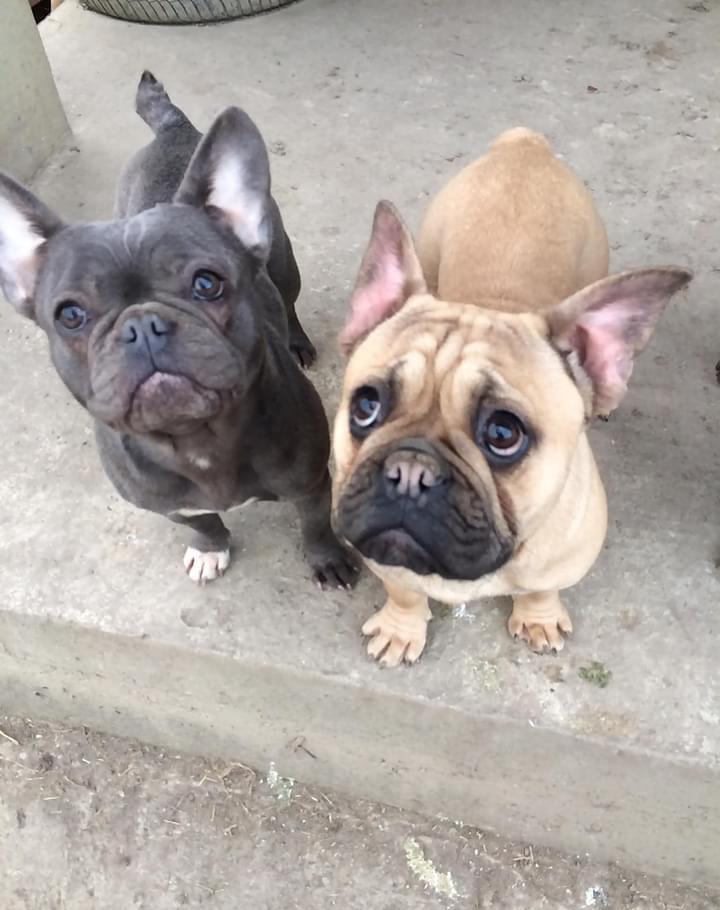 Băiețel Bulldog Francez superb