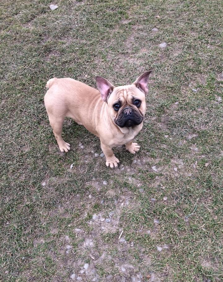 Băiețel Bulldog Francez superb