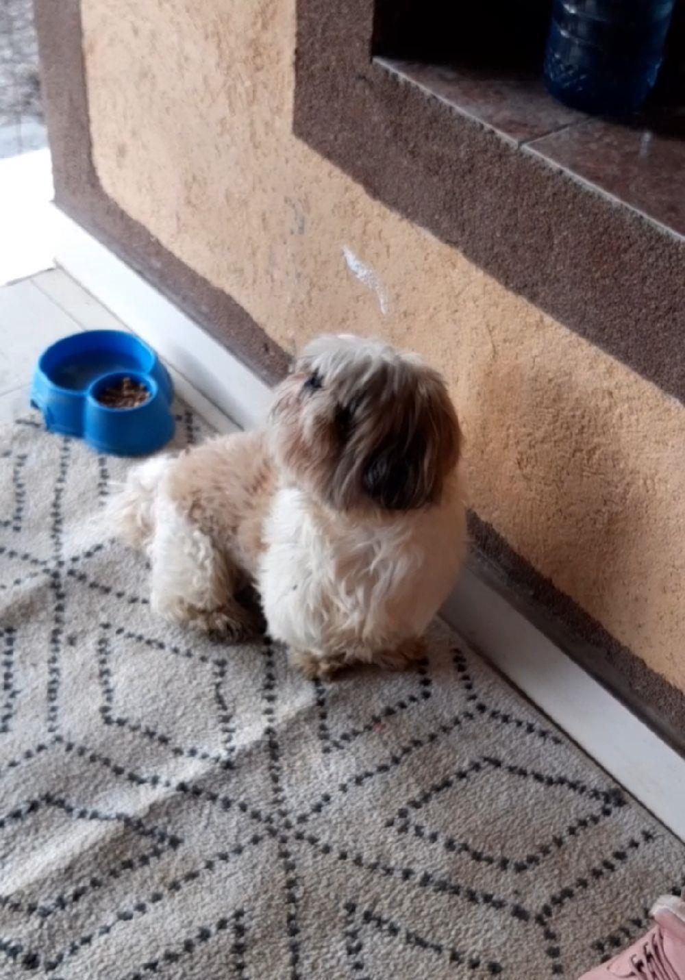 băiețel shih tzu ajut cu transport