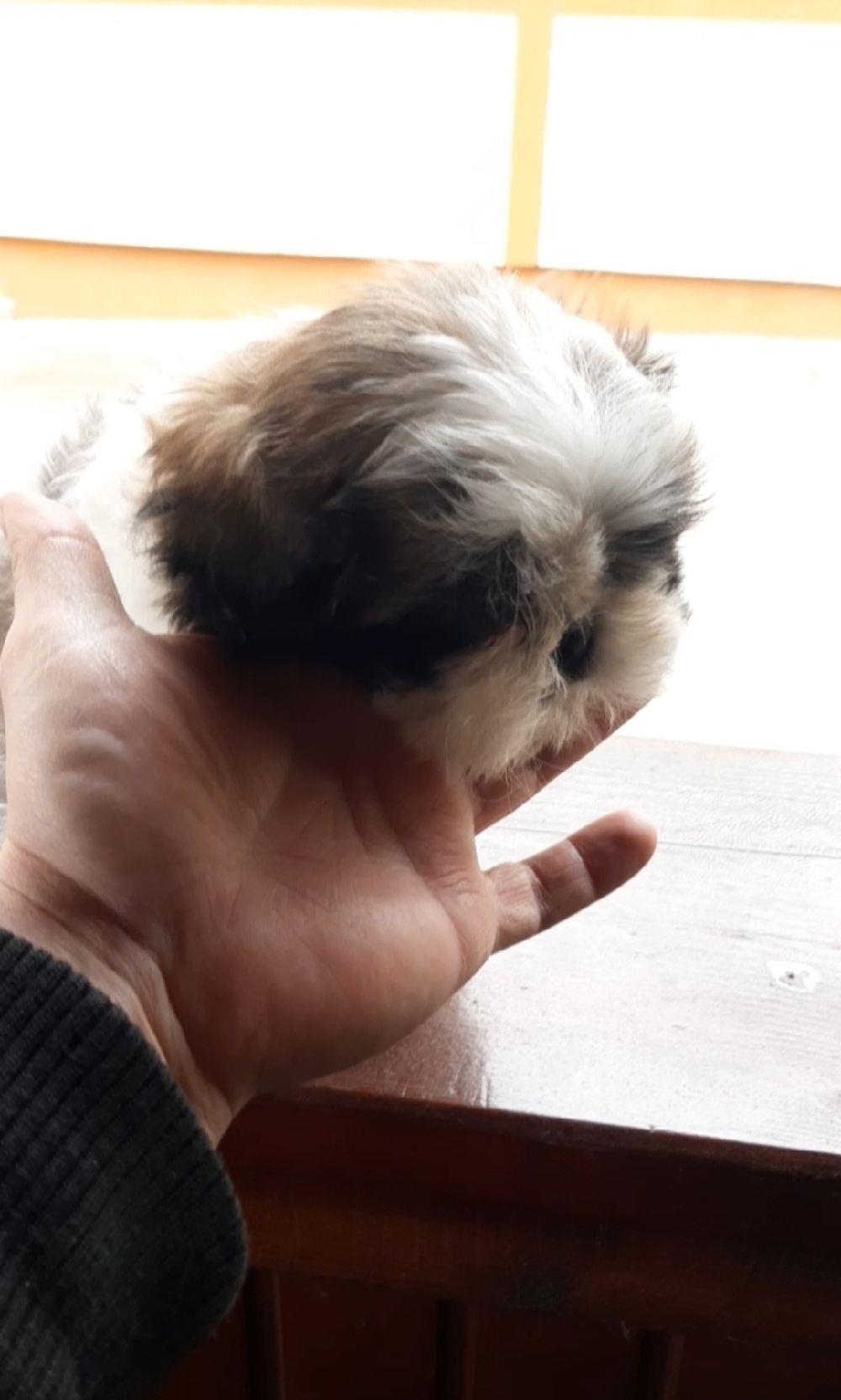 băiețel shih tzu ajut cu transport