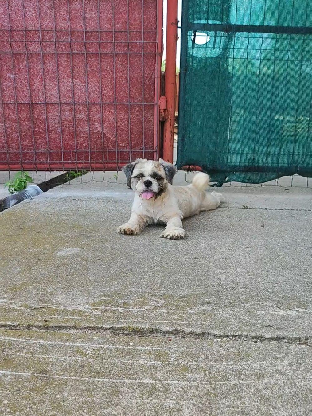 baietel shih tzu ajut cu transport în țară