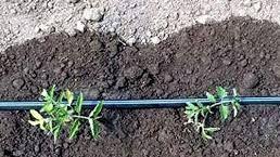BANDA PICURARE 100ml;500ml;1000m;2000;2500;3000m.PICURARE 10cm,20;30cm