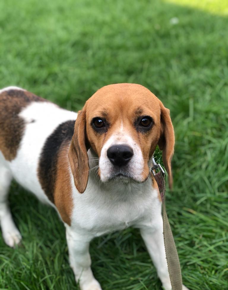 Beagle