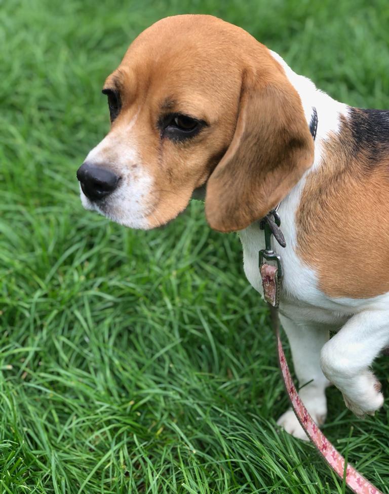 Beagle